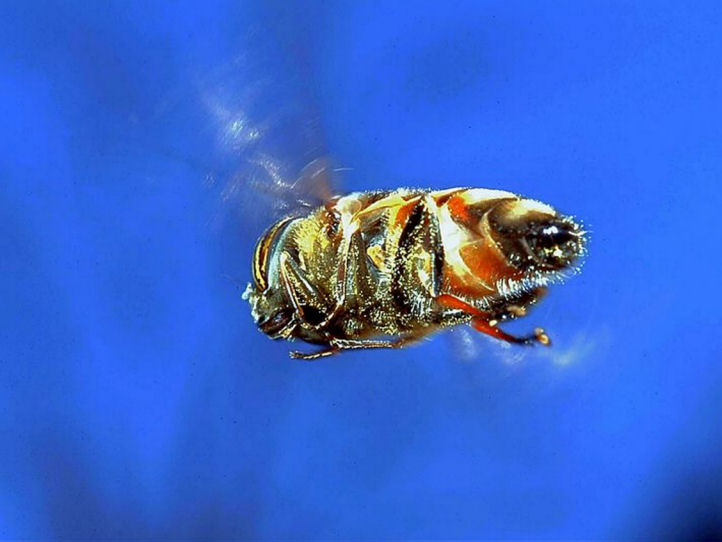 Eristalinus taeniops, ancora in volo!